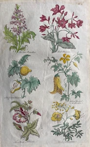 Antiker Druck von 1756; Botanischer Druck Nr. 4 aus Sir John Hills "Eden.." - Bild 1 von 4