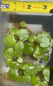 20 Pieces BUY2GET1FREE* Amazon FROGBIT Live floating plants aquarium aquatic - Picture 1 of 1