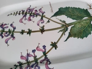 Villeroy & Boch Botanica Salvia pratensis Servierplatte, INCL VERSAND - Bild 1 von 3