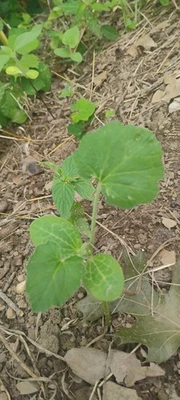 vegetable Summer Squash Plants - Image 1 of 3