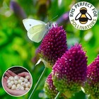 100 Allium Drumstick Bulbs Sphaerocephalon spring Flowering Bulbs Garden plants