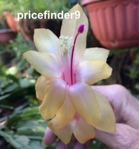 3 x Gold Charm + 3 x Rebecca Schlumbergera Zygocactus Cuttings - Picture 1 of 2