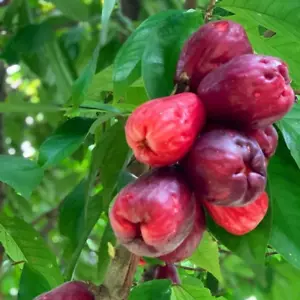 Grafted Syzygium Malaccense Guava Jamaica Fruit Tree Free Phyto - Picture 1 of 7