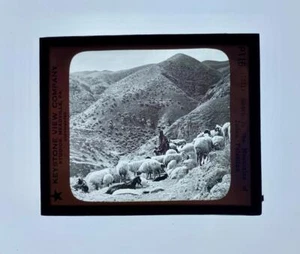 Keystone Lanterna Magica Vetro Scivolo Foto Pecore Mts of Judea Palestina P116 P8 - Foto 1 di 1