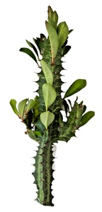 Cacti & Succulents Euphorbia Trigona Red Rubra about 22 cm cutting - Picture 1 of 3
