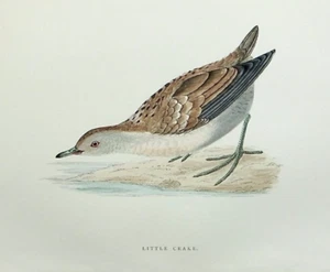 LITTLE CRAKE, ornitológico antiguo original, estampado de aves, MORRIS, 1897 - Imagen 1 de 2