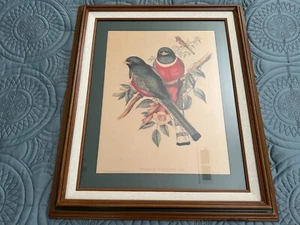John Gould & H.C. Richter 1800s Hand-Colored Lithograph: "Trogon Elegans" - Picture 1 of 12