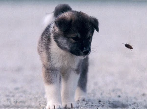 AKITA WELPE UND EINE BBIENE CHARMANTE HUNDEGRÜSSE / NOTIZKARTE - Bild 1 von 1
