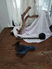 #409, Manzanita, Driftwood, Branch, Aquarium, Reptile, Perch,, Critter, ...