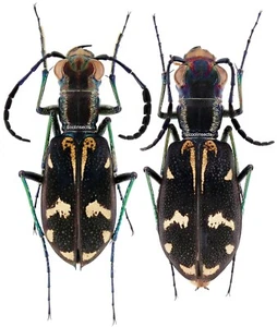 Insekt - CICINDELIDAE Elliptica kolbeana kolbeana - Tansania - Pr.20 ~ 25 mm ....!! - Bild 1 von 1