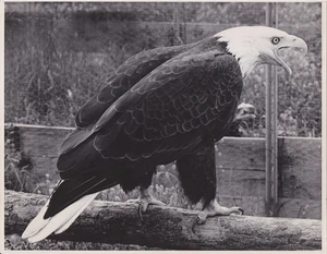 1969 Press Photo Bald Eagle "Bomber" at Patuxent Wildlife Research Center - Picture 1 of 2