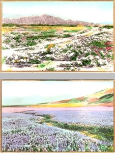 2~RPPC Hand Colored Postcards PRIMROSES & LUPINES Fred K W Martin GILDED EDGES - Picture 1 of 5