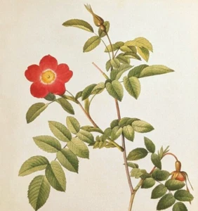 P J Redoute Rosas Floral Arte Botánico Rosa Alpina Librería Arte Impresión 45 - Imagen 1 de 7