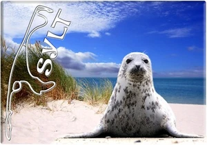 Foto Magnet Sylt Robbe Deutschland - Kühlschrankmagnet Souvenir Fotomagnet - Bild 1 von 1