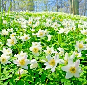 50 ENGLISH WOOD ANEMONE |Nemorosa |Rhizomes bulbs "Top quality - Picture 1 of 2