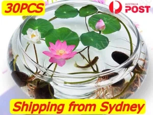 30 pcs Aquatic Lotus Flower Seeds Mixed Colour AU*Post From Sydney - Picture 1 of 8