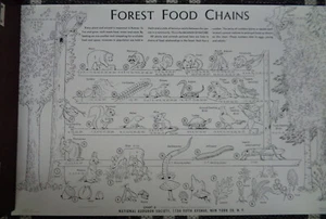 Original 1950s AUDUBON Lot 4 Chart POSTERS Forest Saltwater FOOD CHAIN 14" x 22" - Picture 1 of 10