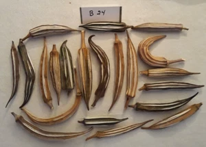 Craft Supplies, Naturally Dried Okra Pods, 20ct, Pods - 4in to 7in long, B24 - Picture 1 of 1