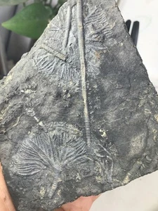 fossili di crinoide del Biota Guanling nel Guizhou - Foto 1 di 5