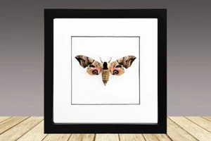 Eyed Hawkmoth, Framed Moth, Framed Butterfly,Famed insect, Real Insect - Picture 1 of 1
