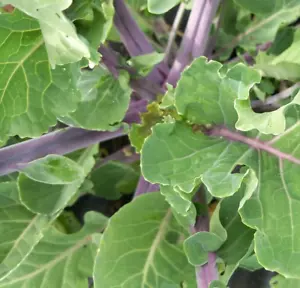 Taunton Deane - Rare Perennial Winter Kale - Two Cuttings - Free UK Delivery! - Picture 1 of 7