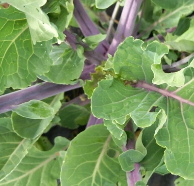 Taunton Deane - Rare Perennial Winter Kale - Two Cuttings - Free UK Delivery! - Image 1 of 4
