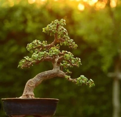 Jade Plant 5×15cm Crassula Ovata Lucky Money Plant Tree Succulent Cuttings Cacti - Image 1 of 4