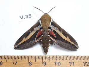 Unmounted Butterfly insects moth, Lepidoptera Sphingidea. North america Quebec - Picture 1 of 2