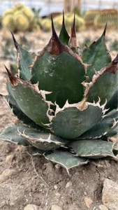 Agave Titanota Var Caesar Rara Pianta In Vaso 16 CmA Prezzo Speciale - Imagen 1 de 3