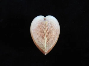 Seashell Nemocardium bechei 39,2 mm ID#7627 - Imagen 1 de 4