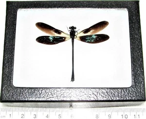Euphaea variegata REAL GREEN BLACK DRAGONFLY DAMSELFLY FRAMED INSECT - Picture 1 of 1