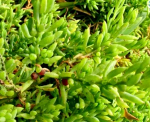 20 x NATIVE WALLABY SALTBUSH SEEDS-COAST BONEFRUIT-BUSH TUCKER GARDEN SHRUB - Picture 1 of 6