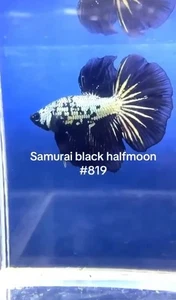 BETTA SAMURAI HALFMOON MALE LIVE FISH HIGH QUALITY#819 - Picture 1 of 4