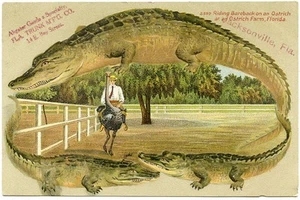 Alligator Border Florida Jacksonville Ad for Trunks 599 Bareback on Ostrich - Picture 1 of 2