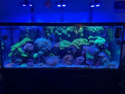 Tanque de arrecife 150 gal configuración completa Foto 1 de 4