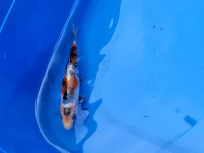 HERMOSO SANKE 4,5-5 PULGADAS APROX. Foto 1 de 4