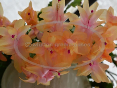 Thanksgiving/Christmas Cactus Schlumbergera  "Outono Brazil" cuttings - no roots - Image 1 of 4