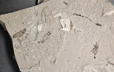 Exquisite insect fossils from the Jurassic Daohugou period A1 - Image 1 of 4