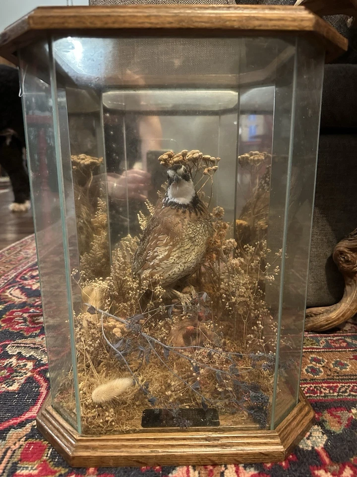 1994 ПЕРЕПЕЛА Американское Дерби Пригласительный Трофей Второе место Таксидермия Дисплей Винтаг - Изображение 1 из 4