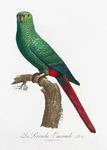 Plate No. 21 Emerald Parakeet History of Parrots by Francois Levaillant Repro - Picture 1 of 2