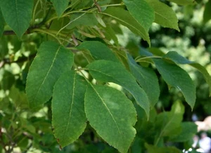 Blumenesche Manna-Esche Esche Fraxinus ornus 150 - 200 cm im 7,5-Liter Container - Bild 1 von 2