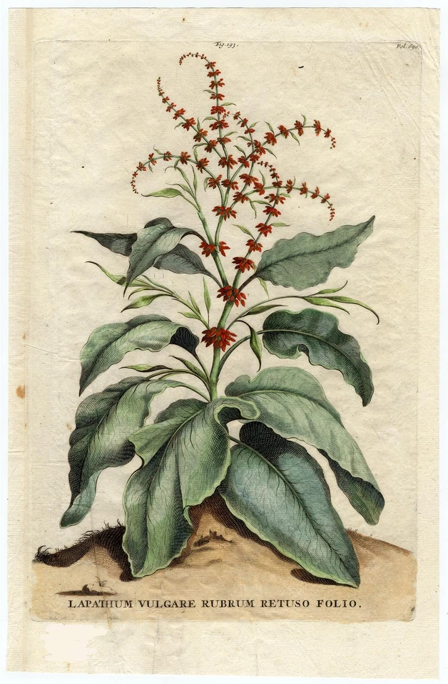 Antigua impresión botánica-LAPATHUM VULGARE-RUMEX ACUTUS-DOCK-Pl.193-Munting-1696 Foto 1 de 1