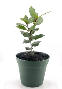 Organic Bay Laurel Tree, Mediterranean, Bay Leaves, Inside/Outside Evergreen - Picture 1 of 9