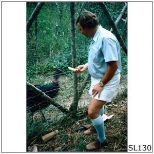 PNG #23 Man feeding Bird a Banana Photographic 35mm 1974 Film Slide (SL130) - Picture 1 of 1