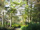 Photo 6x4 Woodland at Cae Canol Beddgelert  c2006