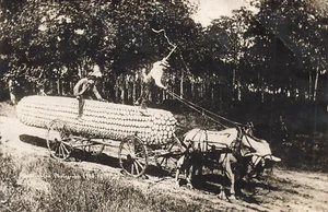 MARTIN EXAGGERATION RPPC POSTCARD EAR OF CORN HORSE DRAWN WAGON 1909 090124 T - Picture 1 of 2