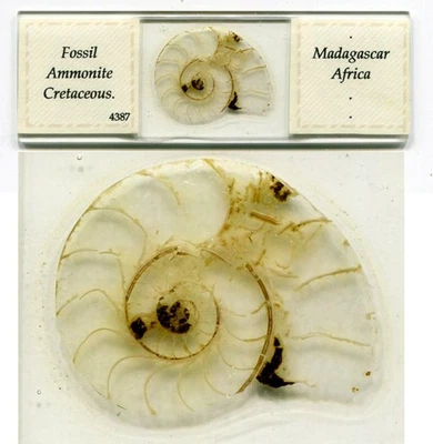 Diapositiva para microscopio fósil de amonita Foto 1 de 4