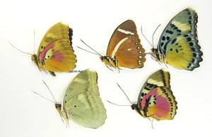 Unmounted Butterfly/Nymphalidae - Euphaedra MIX 6, Cameroon - Picture 1 of 1