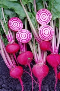 200 Plus Chioggi Beet Seeds-Candy Stripe-Open Pollinated- NON-GMO-Organic. - Picture 1 of 4