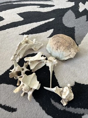 Huesos de columna de ciervo + caparazón de tortuga Foto 1 de 2